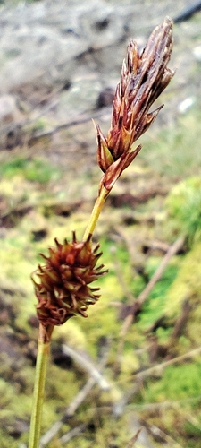 Carex binervis, photograph 3