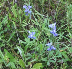 Lupinus subcarnosus