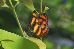 Lasippa heliodore dorelia