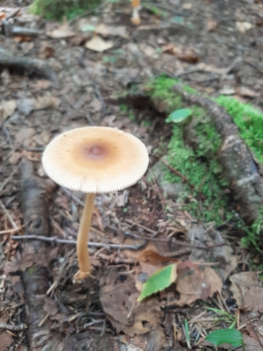 Tawny Grisette