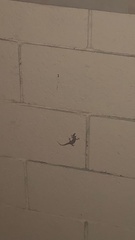 Hemidactylus turcicus