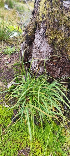 Carex binervis, photograph 4