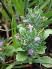Pogogyne zizyphoroides