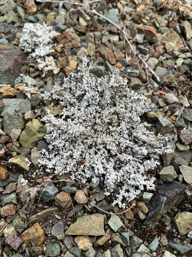 Rock Foam