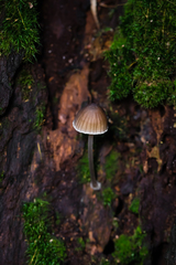 Mycena nargan