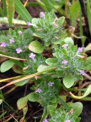 Pogogyne zizyphoroides