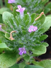 Pogogyne zizyphoroides