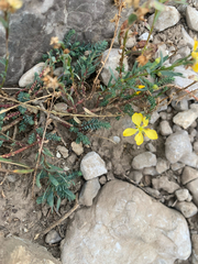 Linum kingii, photograph (c) Hunter Hickok, some rights reserved (CC BY)