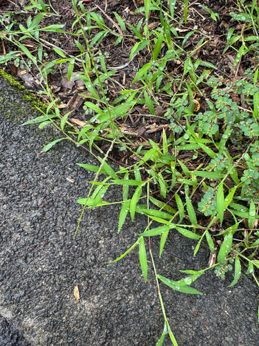Digitaria radicosa observed 2026-09-07