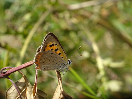 Small Copper