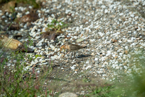 iNaturalist image