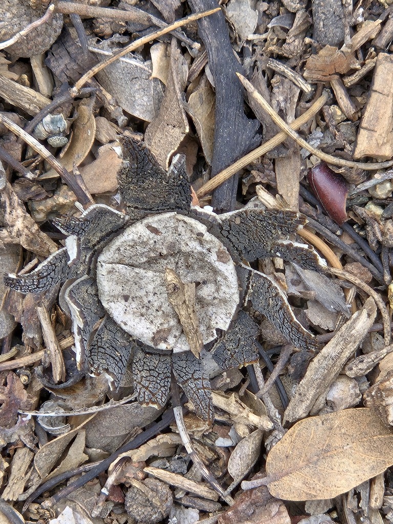 Astraeus morganii · September 2026 · photo: Photo: (c) Jo Roberts, some rights reserved (CC BY) · iNaturalist