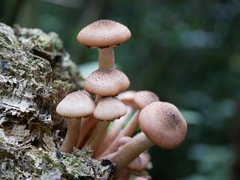 Armillaria limonea