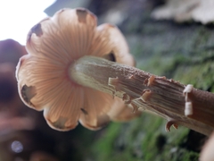 Armillaria limonea