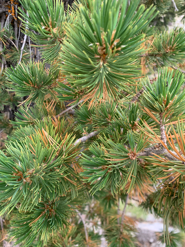 Pinus flexilis