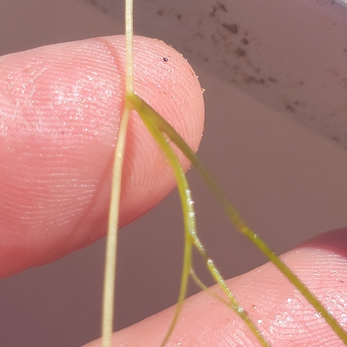 Ruppia maritima