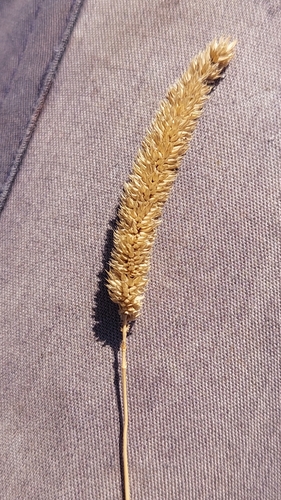 Phleum phleoides observed 2026-09-07