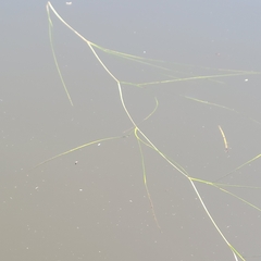 Ruppia maritima, photograph (c) Matt Pelikan, some rights reserved (CC BY)