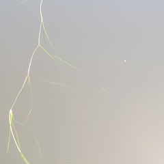 Ruppia maritima, photograph (c) Matt Pelikan, some rights reserved (CC BY)