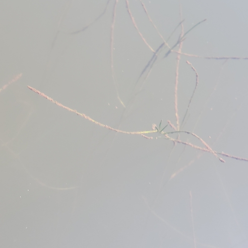 Ruppia maritima, photograph 4