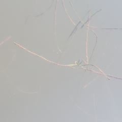 Ruppia maritima, photograph (c) Matt Pelikan, some rights reserved (CC BY)