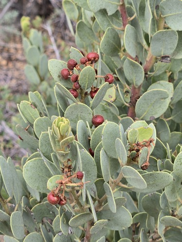 Arctostaphylos pringlei, photograph 5