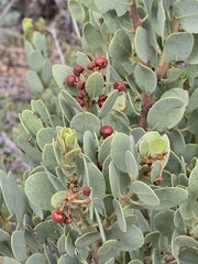 Arctostaphylos pringlei, photograph (c) Jo Roberts, some rights reserved (CC BY)