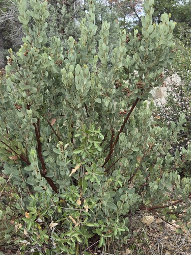 Arctostaphylos pringlei, photograph 6