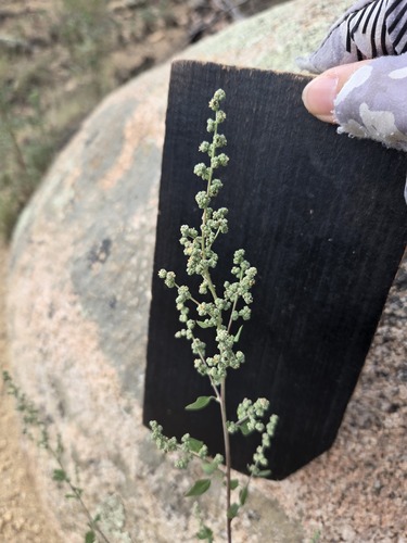 Chenopodium fremontii, photograph 4