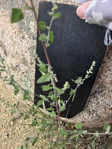 Chenopodium fremontii, photograph 5