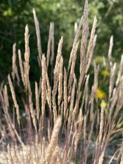 Corynephorus canescens, photograph (c) Katharine Khamhaengwong, some rights reserved (CC BY)