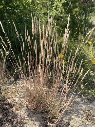 Corynephorus canescens, photograph 6