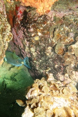 Cochleoceps bicolor