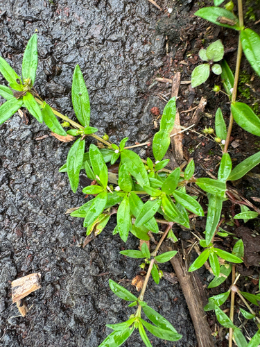 Oldenlandia corymbosa observed 2026-09-07