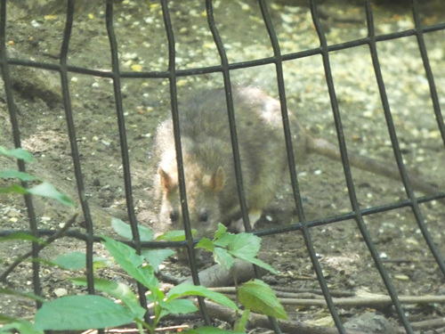 Rat photographed near here on 2026-09-07