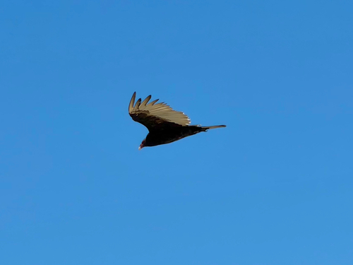 iNaturalist observation photo of Turkey Vulture