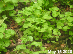 Caltha palustris