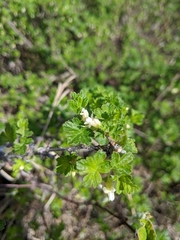 Ribes oxyacanthoides