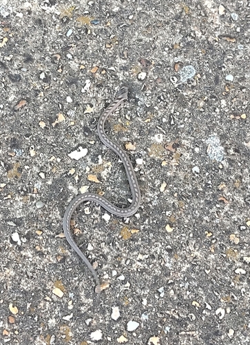 Southern Smooth Snake