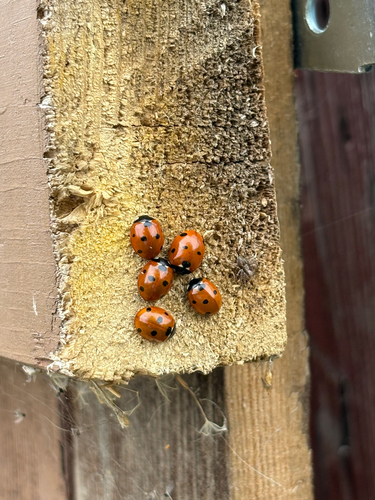 Seven-spotted Lady Beetle