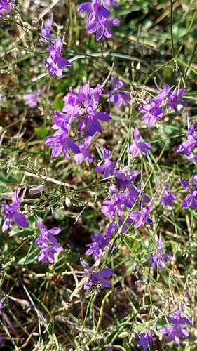 Forking Larkspur
