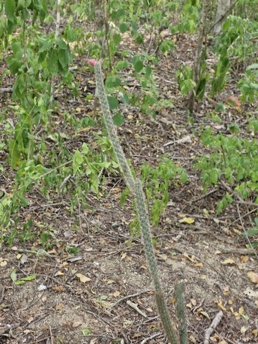 Acanthocereus oaxacensis, photograph 2