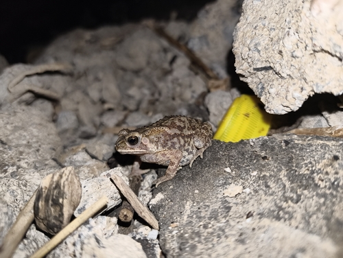 Asian Common Toad