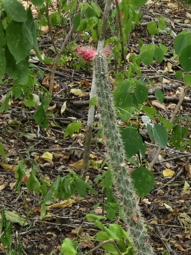 Acanthocereus oaxacensis, photograph 3