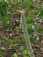 Acanthocereus oaxacensis, photograph author not stated, no rights reserved