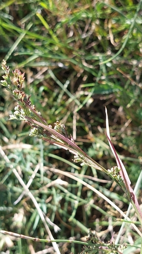 Bupleurum affine