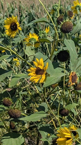 Common Sunflower