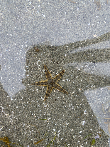 Archaster typicus observed 2026-09-04