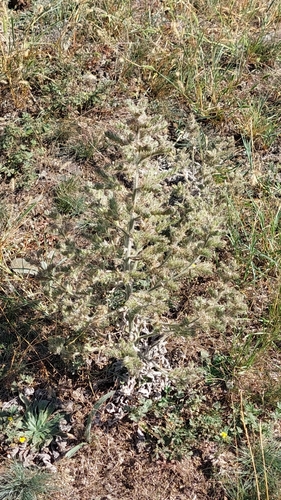 Pale Bugloss