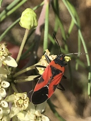 Lygaeus reclivatus
